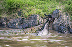 Nile Crocodile kills Blue Wildebeest