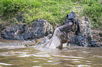 Nile Crocodile kills Blue Wildebeest