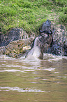 Nile Crocodile kills Blue Wildebeest