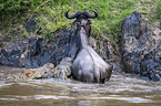 Nile Crocodile kills Blue Wildebeest