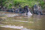 Nile Crocodile kills Blue Wildebeest