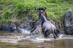 Nile Crocodile kills Blue Wildebeest