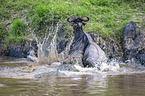 Nile Crocodile kills Blue Wildebeest