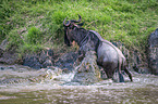 Nile Crocodile kills Blue Wildebeest