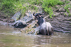 Nile Crocodile kills Blue Wildebeest