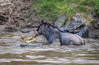 Nile Crocodile kills Blue Wildebeest