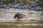 Nile Crocodile kills Blue Wildebeest