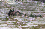 Nile Crocodile kills Blue Wildebeest