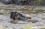 Nile Crocodile kills Blue Wildebeest