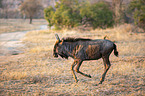 running Blue Wildebeest