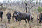 blue wildebeest