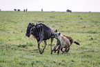 blue wildebeest and hyenas