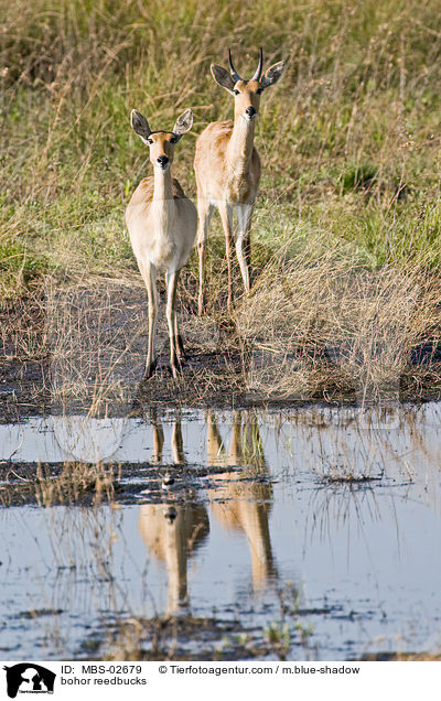 bohor reedbucks / MBS-02679