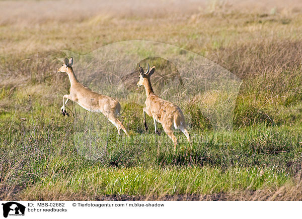 bohor reedbucks / MBS-02682