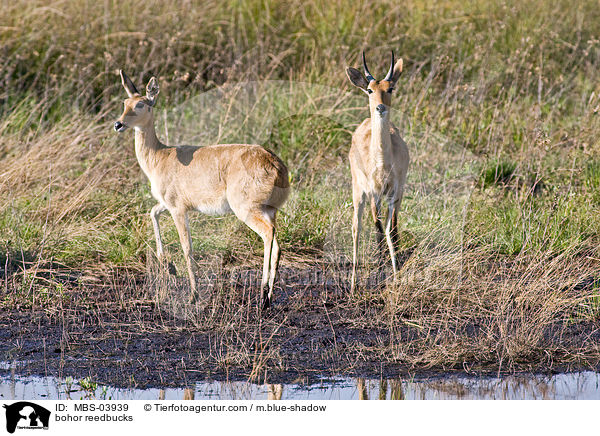 Gemeine Riedbcke / bohor reedbucks / MBS-03939