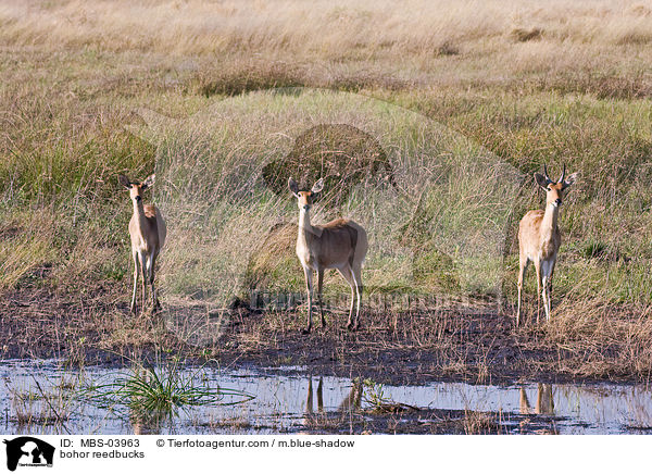 bohor reedbucks / MBS-03963