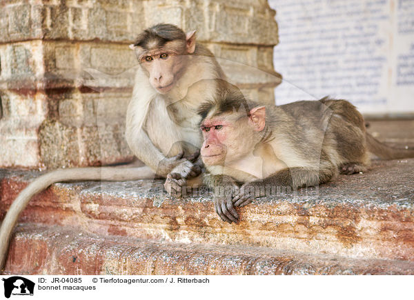 Indische Hutaffen / bonnet macaques / JR-04085