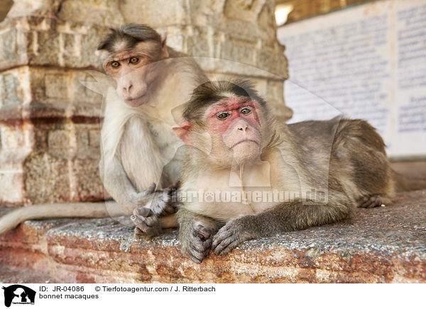 bonnet macaques / JR-04086