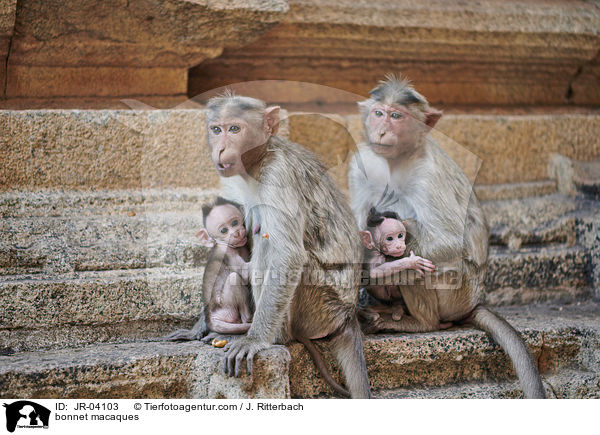 Indische Hutaffen / bonnet macaques / JR-04103