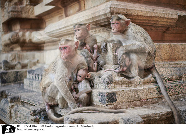 bonnet macaques / JR-04104