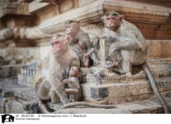 bonnet macaques / JR-04105