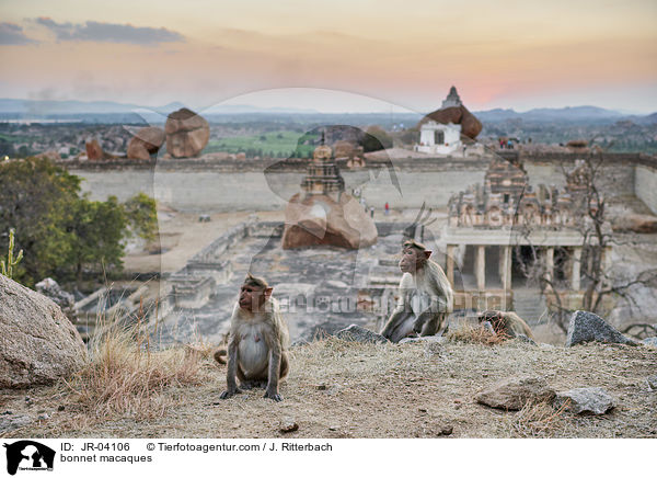 Indische Hutaffen / bonnet macaques / JR-04106