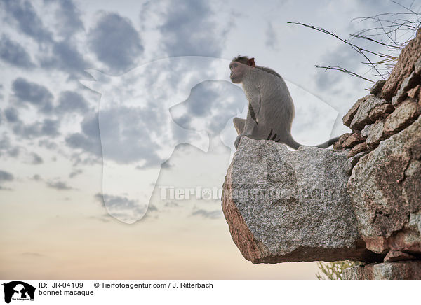 Indischer Hutaffe / bonnet macaque / JR-04109
