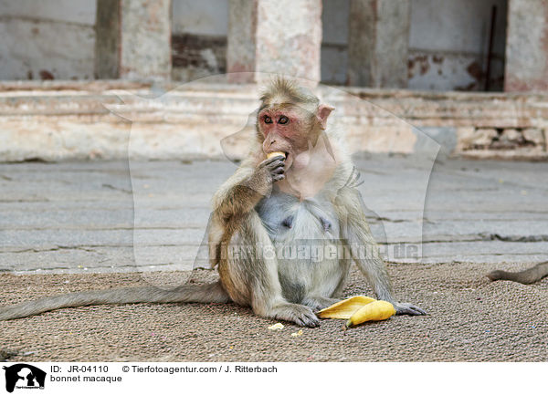 Indischer Hutaffe / bonnet macaque / JR-04110