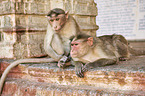 bonnet macaques