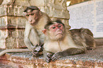 bonnet macaques