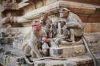 bonnet macaques
