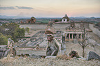 bonnet macaques