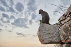 bonnet macaque