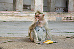 bonnet macaque