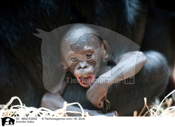 Bonobo Baby / bonobo baby / MAZ-03892