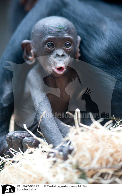 bonobo baby / MAZ-03893