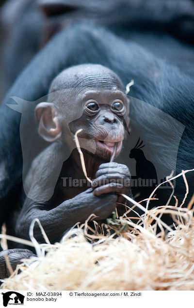 bonobo baby / MAZ-03894