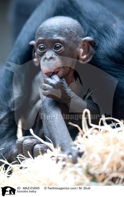 bonobo baby / MAZ-03895