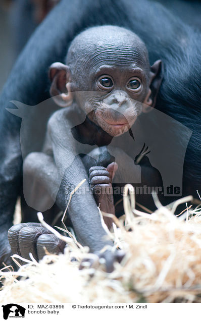 bonobo baby / MAZ-03896