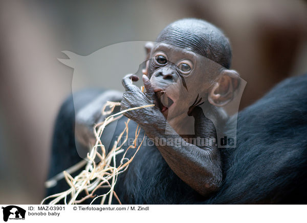bonobo baby / MAZ-03901