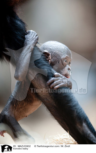 bonobo baby / MAZ-03902