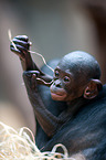 bonobo baby