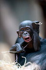 bonobo baby