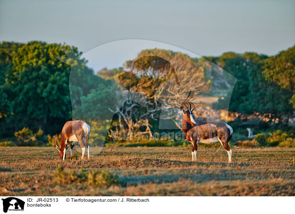 bonteboks / JR-02513