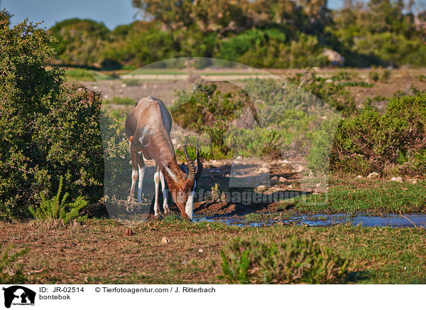 Buntbock / bontebok / JR-02514