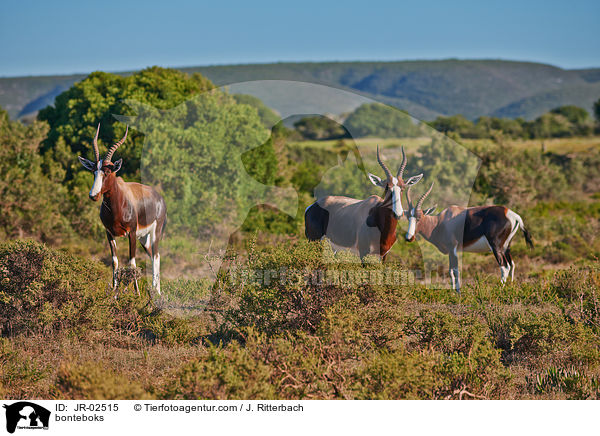 Buntbcke / bonteboks / JR-02515