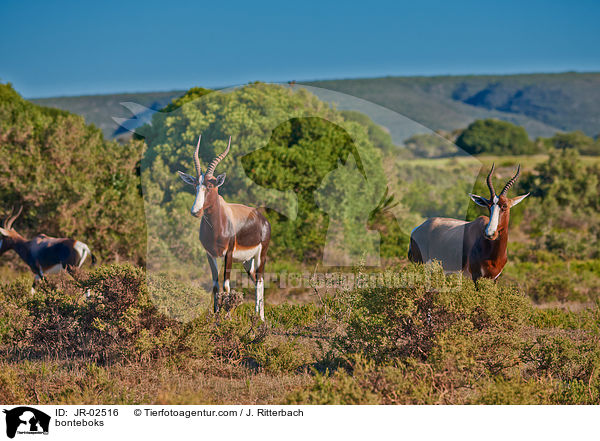 Buntbcke / bonteboks / JR-02516