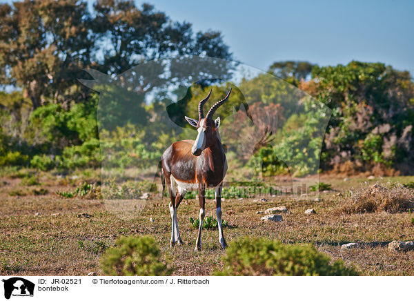 Buntbock / bontebok / JR-02521