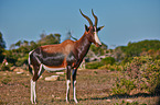 bontebok