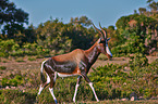 bontebok